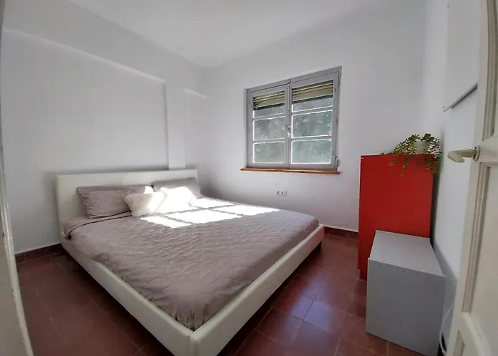 Ave Ibis Eremita Vejer *