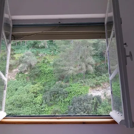 Ave Ibis Eremita Vejer