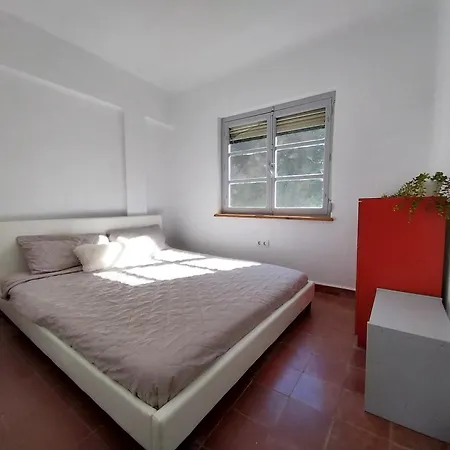 Ave Ibis Eremita Vejer *