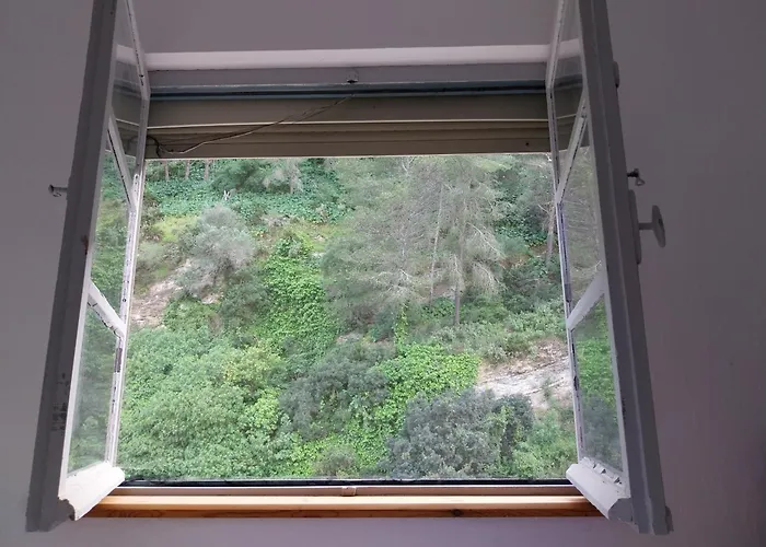 Ave Ibis Eremita Vejer