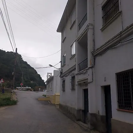 Ave Ibis Eremita Vejer Cadiz